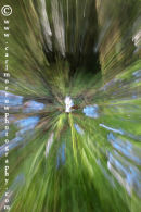 Bluebells (zoomed exposure)